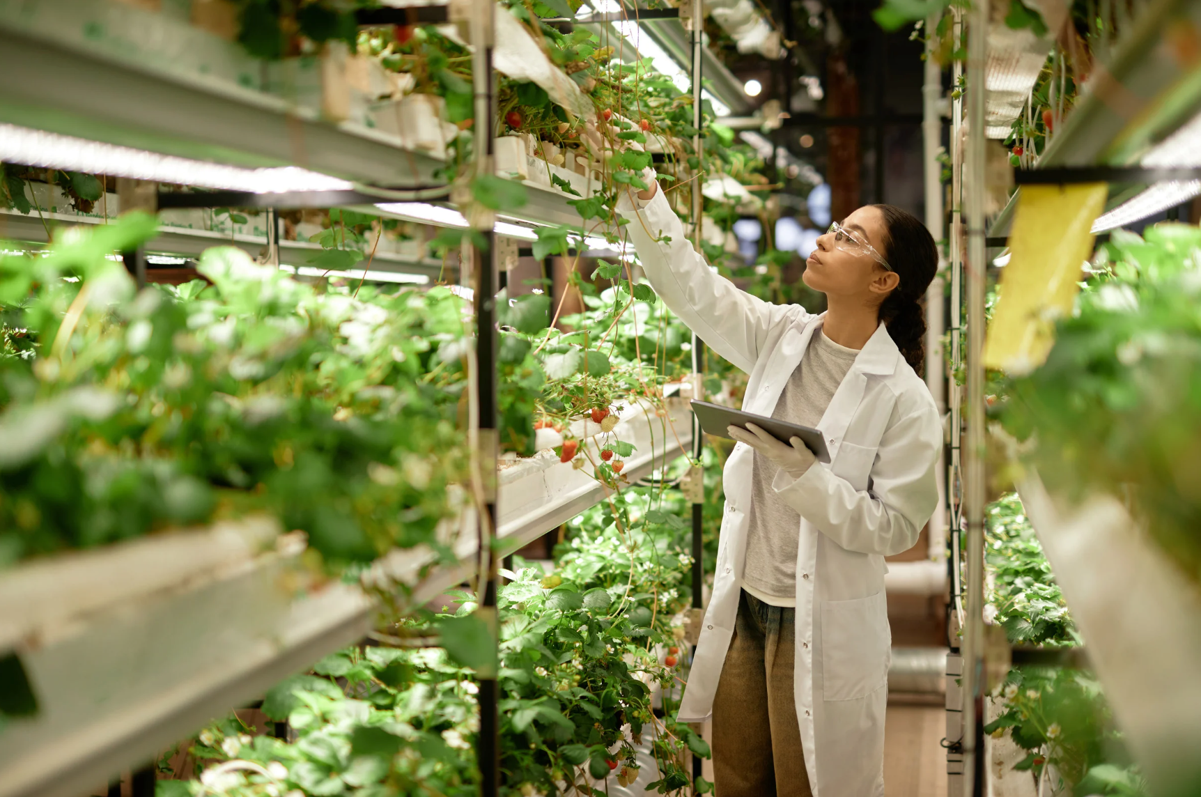 Person in a lab coat inspecting plants in a greenhouse setting