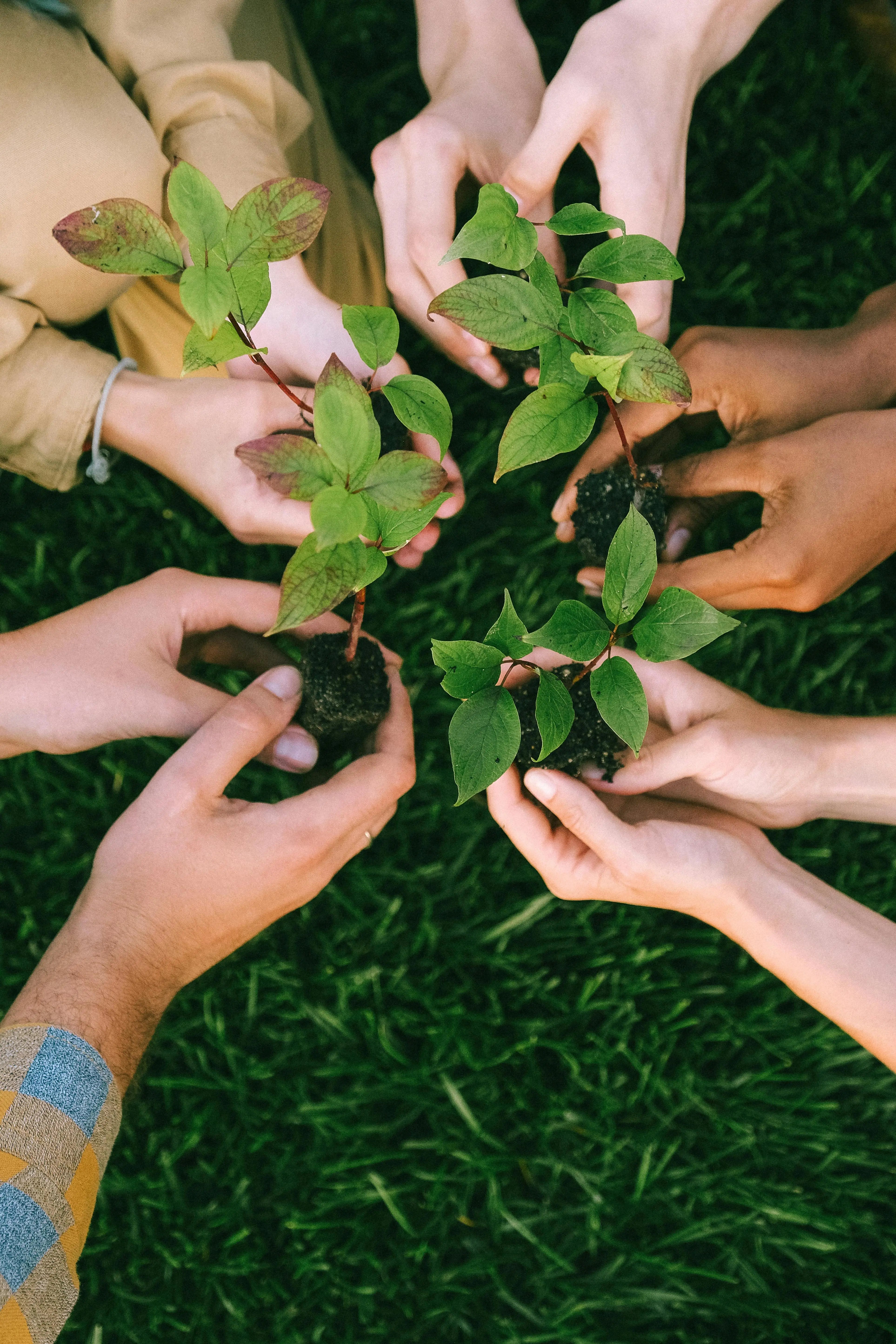Hands holding small plants together on a grassy background